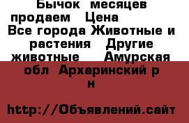 Бычок 6месяцев продаем › Цена ­ 20 000 - Все города Животные и растения » Другие животные   . Амурская обл.,Архаринский р-н